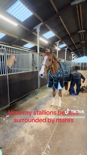 Stallion Behavior Around Mares: A Unique Insight