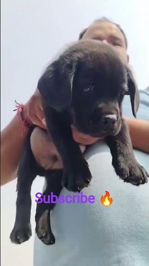 "Adorable Black Labrador Puppies: Tips for First-Time Owners"#viral