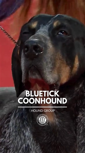 American Kennel Club on Instagram: "The baying, bawling bark of a Bluetick Coonhound might be too much for some, but to raccoon hunters, it's the music of the night! 🦝 🎶 While the breed is sweet, affectionate, and enjoys a good snooze, they also have an off-the-charts prey drive that needs to be channeled. Want to learn more about these devoted and tenacious canines? Hit the link in our bio."