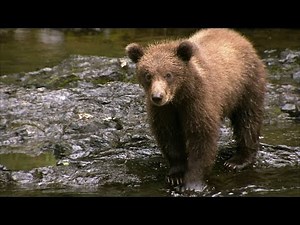 Cute Grizzly Bear Cubs Practice Fishing | Deadly 60 | BBC Earth