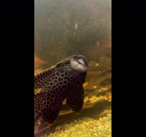 Pleco catfish amusingly scrapes tank in Galway, Ireland