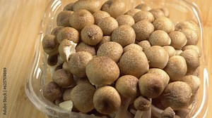 Mycelium of brown beech mushrooms, beech mushrooms or brown clamshell mushroom rotate on wooden background. Edible mushrooms for pasta, stir-fry and mushroom sauce