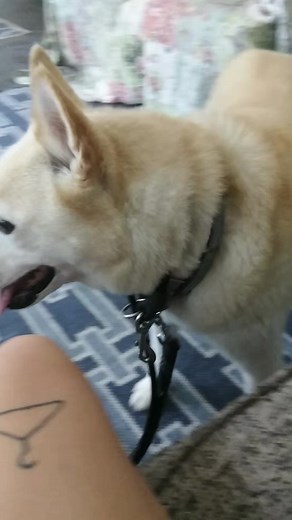This cutie is 12 year old Snowball! She's an Akita Husky mix and so adorable! She's shy at first but becomes silly and playful as you get to know her. She enjoys sniffing around and lots of pets. #LGB #notyouraverageshelter #adoptdontshop #foster #myfavoritebreedisrescued #onlypet #kansascity ❤ Forms link to adopt and foster https://www.alwaysandfurever.org/forms/ ❤ | Always & Furever Midwest Animal Sanctuary