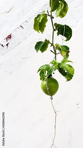 Hanging Fruit, Food Growing IN Nature, Plants, Fruit In Nature, WIld Fruits