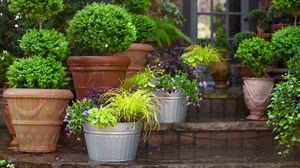 SOUTHERN LIVING 2 Gal. - Roman Candle Podocarpus Live Evergreen Shrub with Light Green/White New Foliage 48422