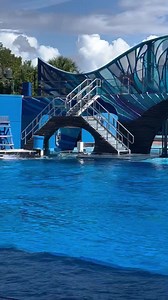 76 reactions · 14 comments | Ocean’s top predator! The largest member of dolphins family. #orca #Delphinidae #killerwhales | Travisandcousins | Facebook