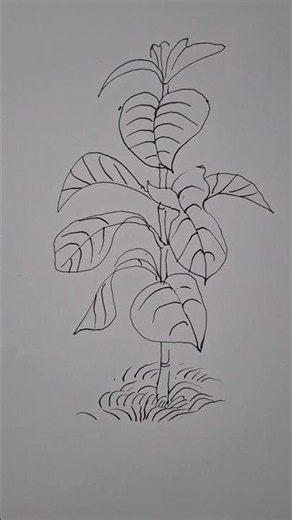 Beautiful Pen Sketch of a Young Plant || Easy Nature Drawing with a Black Pen || Hand Drawn Art