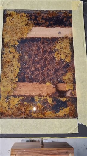 These bees are Australian! These are native, stingless bees. Did you know that the honeybee was introduced to Australia? We actually have ~1700 species of natives bee here, 11 of those are stingless bees! Follow me to learn more! #australia nativebees #naturelovers | The Stingless Bee Lady