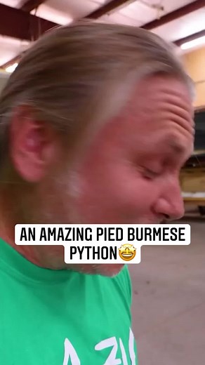 The puppies of the snake world! #snake #python #reptiles #amazing #nature #learn #reels | Brian Barczyk