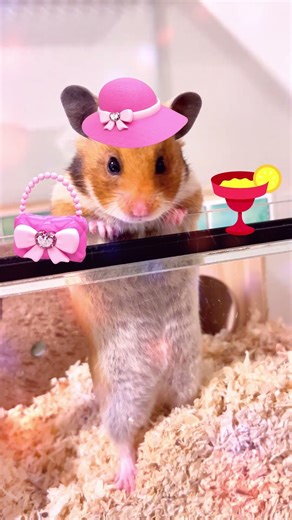 Hamster Disco Party 🐹🕺