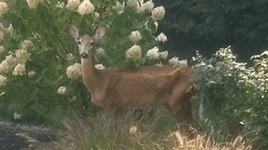 Michigan DNR confirms first case of CWD in wild deer in Allegan County