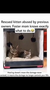 15M views · 404K reactions | We can learn so much from animals❤️❤️. “It’s dangerous to form a life philosophy based on one season of pain...”•••#healing #journey #takes #time #reels #fyp #inspiration #motivation #foryou #healthy #relationships #hurt #trauma #heal | Jessica C. Nieves | Facebook