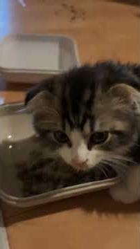 ラピたん2回目の食事 スコティッシュフォールド