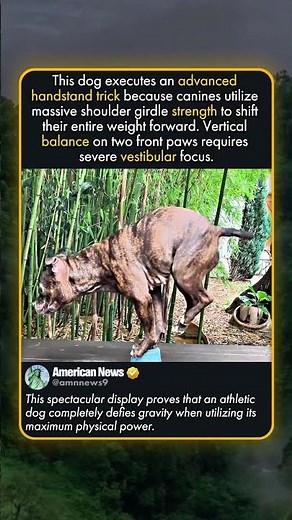 DOG PERFORMS TWO-PAW HANDSTAND