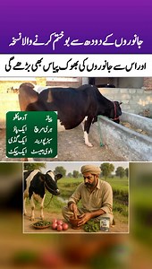 810K views · 12K reactions | جانوروں کے دودھ سے بو بھی ختم اور جانوروں کی بھوک اور پیاس میں زبردست اضافہ | Dairy Farming In Pakistan. | Facebook