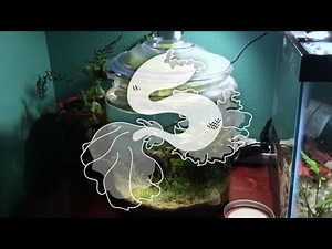 Betta Hammock: Easy DIY!