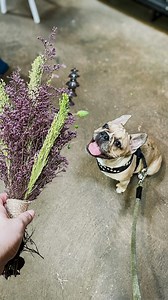 1.6K reactions · 138 shares | Ziggy ate a snake plant when he was a...