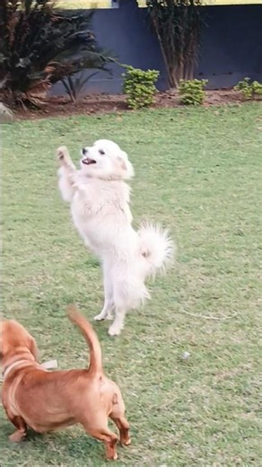 Dogs playing time #Dogs #dogshorts #viralshort