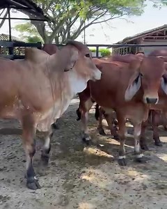 Disponibles para la venta. Toretes #brahmanrojo puros con registro , de excelente genética, hijos del toro Premio en vacas con líneas maternas como Fontenot, Troubador, X Ray. Promedio 290 kilos Información WhatsApp. wa.me/573208487321 | Rehagronegocios Agromarketing