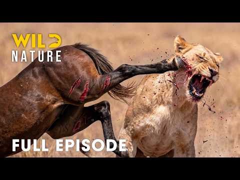 Animal Kingdom (SPECIAL EPISODE) | Greatest Fights For Survival | Animal documentary