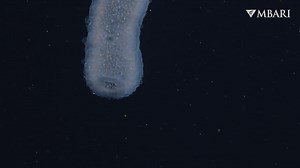 Behold Pyrosoma atlanticum 🤩 Pyrosomes are colonial tunicates made up of thousands of individuals known as zooids. Each zooid is housed in the common gelatinous tunic that makes up the larger cylindrical “body” of the pyrosome. Zooids filter phytoplankton through branchial baskets by creating feeding currents through the tunic. Although each zooid is only a couple of millimeters in size, pyrosomes can reach up to several meters in length. While alive, these organisms spend the majority of their