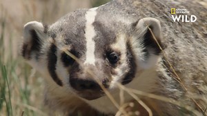 Ce troupeau de chiens de prairie va croiser sur sa route un rival bien connu : le blaireau. | Nat Geo Wild France