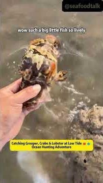 Catching Grouper, Crabs & Lobster at Low Tide 🦀🐟 Ocean Hunting Adventure