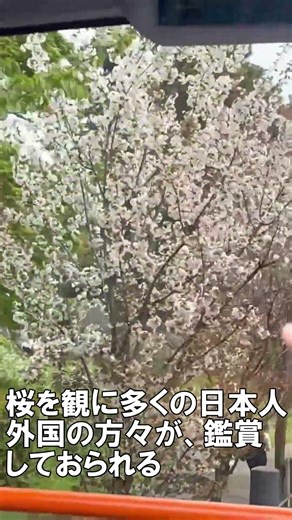 【２階建てオープンバス】東京さくら回廊 ＃東京観光 ＃さくら ＃はとバス ＃東京駅 ＃皇居 ＃桜