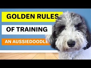 The 5 Golden Rules of Training An Aussiedoodle (Watch Before!)