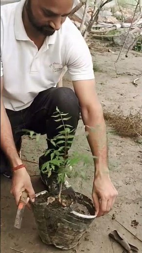 How to remove plastic container before plantation