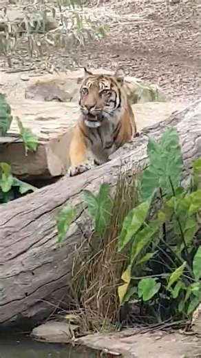 Sumatran tiger roaming & grooming at Melbourne Zoo at feeding time Cuteness overload animal shorts