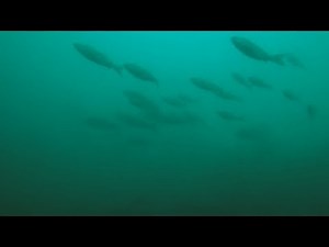 Pyramid Lake, Nevada - What You Don't See