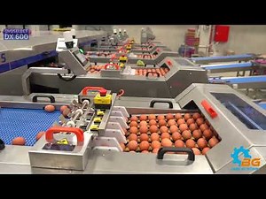 BG DX600 Egg Grading and Packing Machine (Egg sorter)