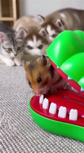 I couldn’t look away. #TailTwistt #animalshorts #viralanimals #hamster #shorts #cuteanimals