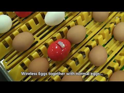 Egg Tester presents Wireless Egg Node multi node version, NEW!