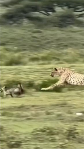 Cheetah vs Fox 😱 The Chase That Shocked Everyone! Fastest Predator FAILED?!