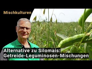 Getreide-Leguminosen-Mischungen: Eine Alternative zu Silomais in trockenen Lagen
