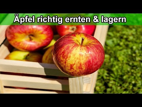 Apple tree harvest time - harvest and store apples correctly / timing / when and how / apple harv...