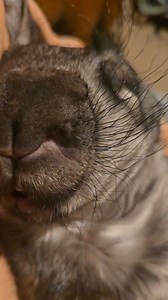 I'm really tired tonight and can't think of anything to say. But Winnie just crawled up onto my lap for this delightful cuddle and I had to show you her and just how beautiful she is. Today someone commented on one of my posts telling me I need to stop portraying wombats as sweet - they are nasty and aggressive animals. We missed that memo? 🤷‍♀️ #WombatWhispers #RescueWithLove #kindnessmatters | Wombat Awareness Organisation