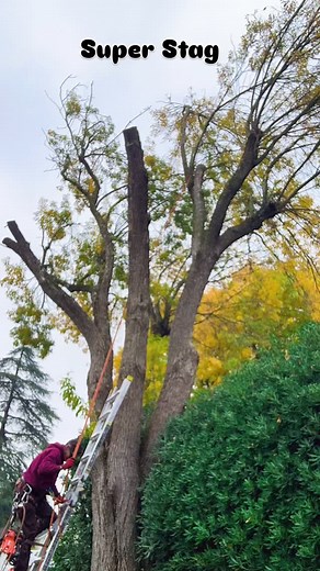 Steve trimming an ash tree | Nevets Orangats | Facebook