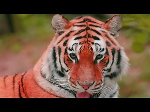 How Scientists Use Tiger Blood Samples for Conservation?