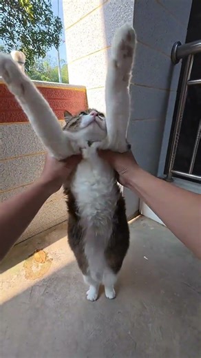 今天太陽好曬 #太陽 #將軍 #你若三冬dj #擼貓第一視角 #貓拳