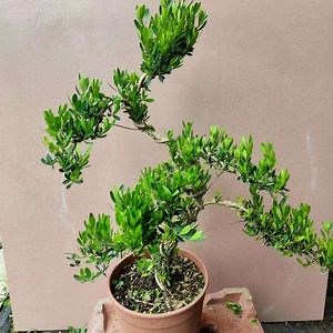 [Hot Item] Buxus Sinica Real Plants
