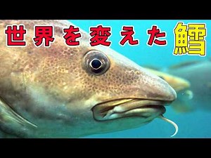 市場に出回るタラはほとんど偽物？タラという魚の裏には、世界を変えた物語が隠されている！【深堀】