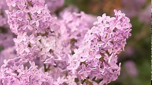Blooming tender lilac flower closeup, floral purple pink branch of Lilac bush in springtime