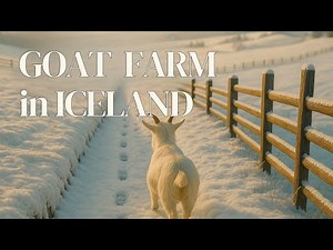 The Still Goat | Iceland Winter Farm Walk (Ambient Nature Story)