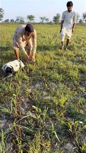 Unique hunting Quail with English pointer batair ka shikar 2025 jall ka sath neting Quail #shorts