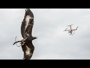 Eagles, the Air Force's new anti-drone weapon