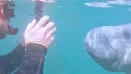 Florida’s manatee migration: A record sight