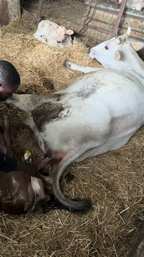 Calving #farming #farmlife #animals